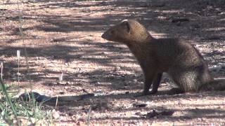 Slender mongoose kills black mamba - FULL VIDEO