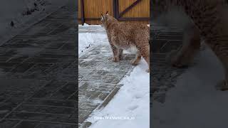 Lynx Marusya is Grooming on the Snow #bigcat