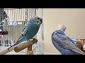 インコのくぅちゃん、しつこくする【セキセイインコ】【しゃべる鳥】