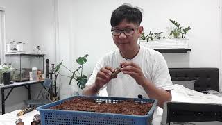 My Plants | EP04 | มาปลูกมอนสเตอร่าไจแอนท์ (Monstera Deliciosa) จากท่อนพันธุ์กันครับ