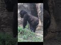 背殺 gorilla cute back view ringo ゴリラ 金剛猩猩 taipeizoo shorts lindo