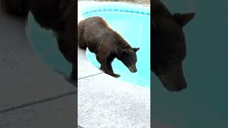 Bear Takes Plunge in Backyard Pool || ViralHog