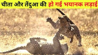 चीता और तेंदुएं में कौन जीतेगा | Cheetah vs leopard fight Who would Win | Animal Fight Club