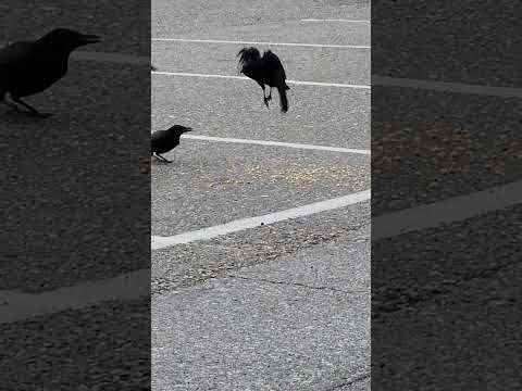 Crows Breakfast Youtube