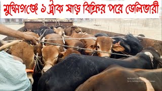 পরিবহন প্রতিবেদনঃ- মুন্সিগঞ্জে ১ ট্রাক/ ২০ টি ষাড় গরু বিক্রির পরে নিজেদের রাখাল  সাথে দিয়ে ডেলিভারী