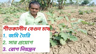 শীতকালীন বেগুন চাষ পদ্ধতি । Brinjal Growing Tips । Brinjal Disease Management ।