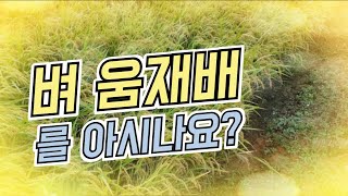 조생종벼 수확 끝난 논에 또다시 벼이삭이?(feat.여르미/충남8호)맛있는쌀