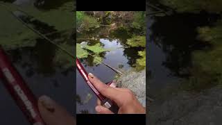 pesca alla trota in torrente🎣 - nuovo video sul canale!!!