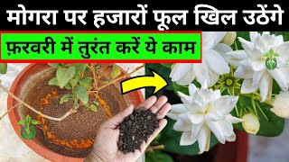 मोगरा पर हजारों फूलों के लिए तुरंत करें ये काम.Mogra plant care.Mogra plant growing tips.Jasmine.