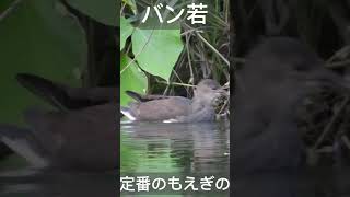 定番のもえぎの公園のバンです