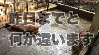 【答えあり】豚小屋の昨日までと違う所