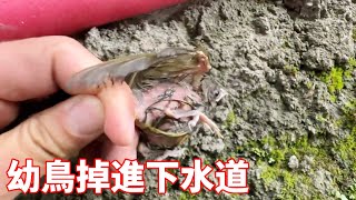 幼鳥掉進下水道，羽毛被打濕無法飛行，小夥忍惡臭下溝救它【蒙面鳥哥】