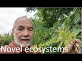 Novel ecosystems