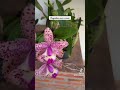 Perfeição de orquídeas