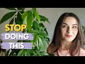 Most common MONEY TREE mistakes | ALL money tree questions ANSWERED