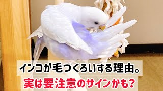 【セキセイインコ】可愛い毛づくろいだけど…