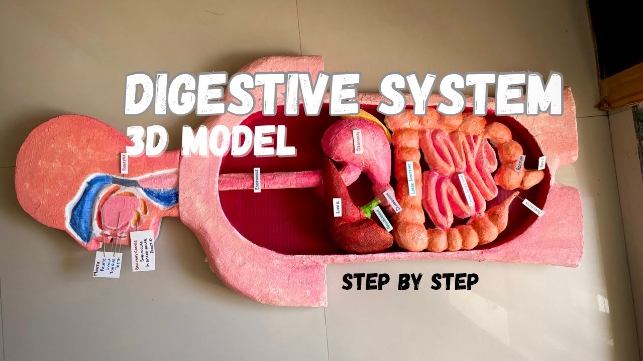 Digestive System Model Project