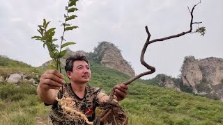 山顶顶峰都是宝，每天上山把宝找，找到的宝贝你肯定就没听说过？