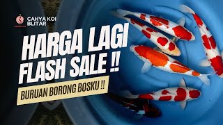 FLASH SALE HARGA MULAI 300 RB UDAH DAPET IKAN BAGUS !! OBRAL AKHIR TAHUN FULL MURAH MURAH BOSKU !!