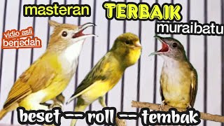 MASTERAN TERBAIK MURAIBATU || roll ,tembak ,beset || c,jenggot vs kenari vs kapas tembak