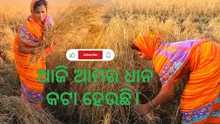 ଆଜି ଆମର ଧାନ କଟା ହେଉଛି। #trending #youtube #funny #agriculture #viralvideo #video #villagelife #vlog