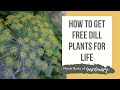 How to Get Free Dill Plants for Life