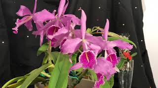 Cattleya maxima Culture #CareCollab