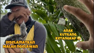 Penuh Drama!!!! Menyelamatkan dua anak burung yang lepas dari sarang 😭😭😭