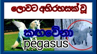 ලොවට අභිරහසක් වූ කඟවේනා PEGASUS