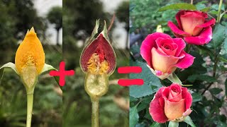 How to propagation new Rose flower color from Red Rose flower bud and Yellow | New hormone