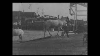 The Diving Horses (1899 Original Black & White Film)