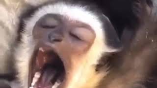 Funny monkey yawning