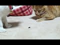 かご猫 x くろとカメムシ　stink bugs and cat