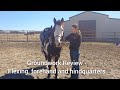 Groundwork review lesson - Moving the head, neck, forquarters and hindquarters