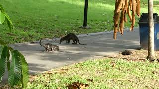 新加坡野生动物_水獭_ City In Nature _-The 2A1J6pups Otters On Shared Path _ 11sep2024 Singapore 8.46am