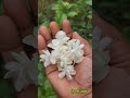 मोग याचा दुसरा सुगंधी बहर flowers jasmin gardening flowerblooming