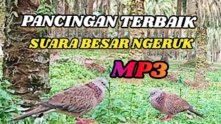 Dengan Suara Ini Burung Lain Pasti Nyahut Suara Besar Ngeruk Pancingan Terbaik @TekukurPikatchannel