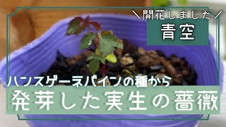 【実生のバラ】発芽した実生の薔薇鉢上げ！ハンスゲーネバインのローズヒップから発芽したバラ。うどん粉病が酷い『青空』対処とその後