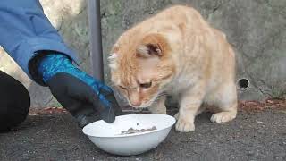 バイク食堂に来てくれた美猫のミミちゃん❗大きな声でご挨拶も出来ました‼️お決まりポーズは決まりませんがコロンは決めてくれたミミちゃん❗まん丸ちゃん\u0026白ちゃんもご挨拶に❤️