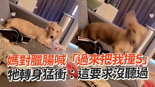 對臘腸喊「過來把我撞S」　牠下秒猛衝嚇爆主人😂｜寵物動物｜狗狗｜搞笑｜精選影片