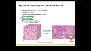 Becker Ch 5 Recorded Lecture Part 2 Welsh Holes HumanA&P 2024 Release PPT Accessible