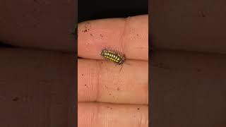 Armadillidium Gestrio isopod                       #isopod #nature #insects #isopods