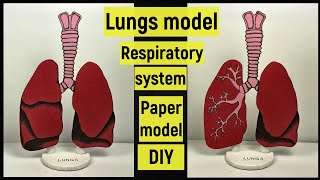 Easy lungs model making out of paper | Respiratory system model making | DIY 3d lungs model