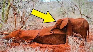 After Poachers Shot This Baby Elephant's Mother, Rescuers Found Them In The Saddest Circumstances