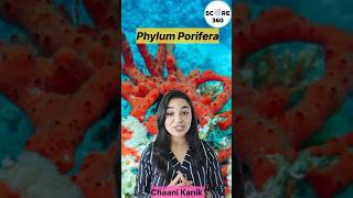 Porifera in 1 minute | NCERT RAPID 🔥 REVISION | Animal Kingdom class 11 biology | NEET 2025