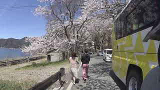 2019/5/13 海津大崎　桜