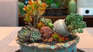 Succulent Arrangement in Beautiful Small Pot