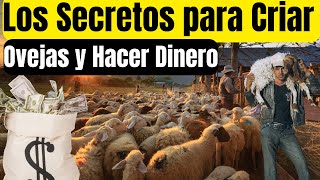 Los Secretos para Criar Ovejas y Hacer Dinero