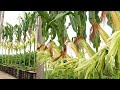 Cultivo de maíz en la terraza, cómo cultivar maíz en casa para principiantes