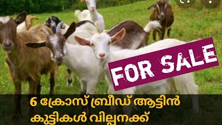 3 മാസം പ്രായ മുള്ള 6 ക്രോസ് ബ്രീഡ് ആട് വില്പനക്ക് :/for sale